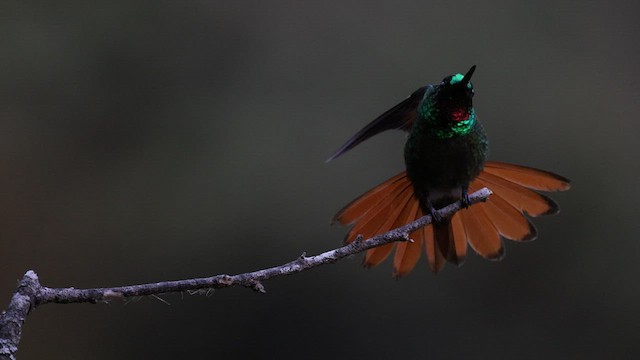 kolibřík brazilský - ML577041511