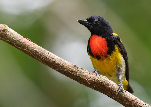 Scarlet-breasted Flowerpecker - eBird
