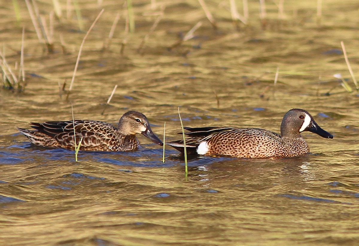 Blue-winged Teal - ML57704661