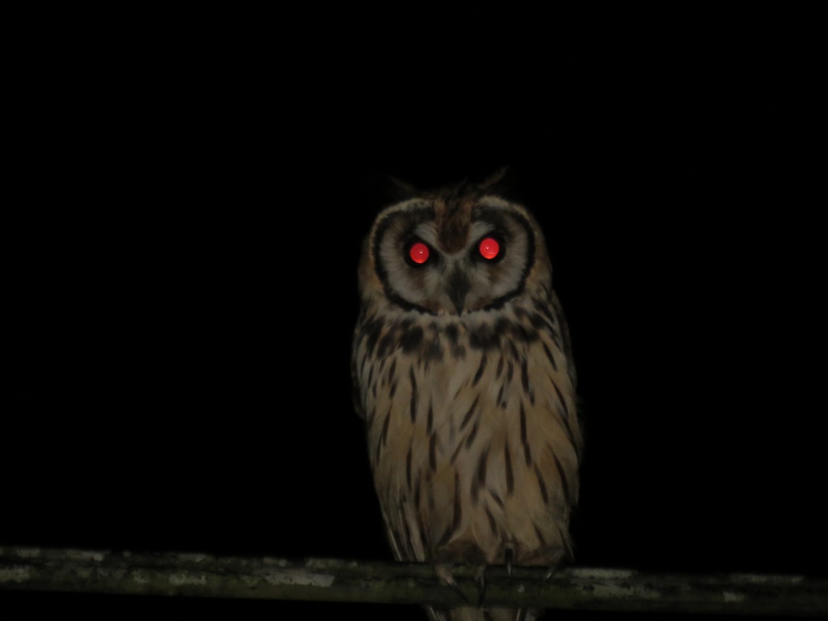 Striped Owl - Cesar Arredondo Murillo
