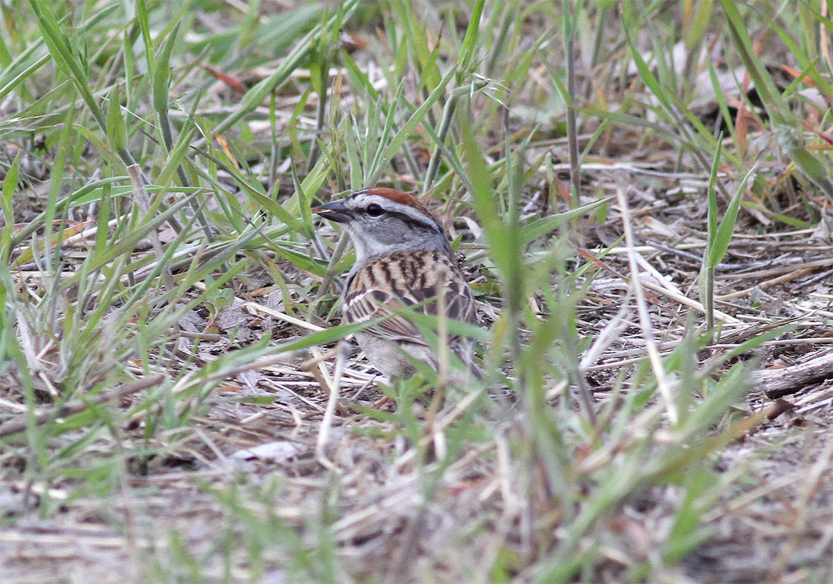 Chipping Sparrow - ML577051491