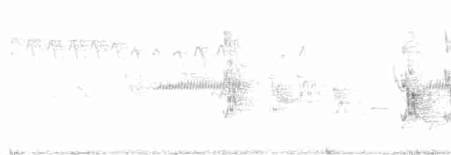  - Black-breasted Myzomela