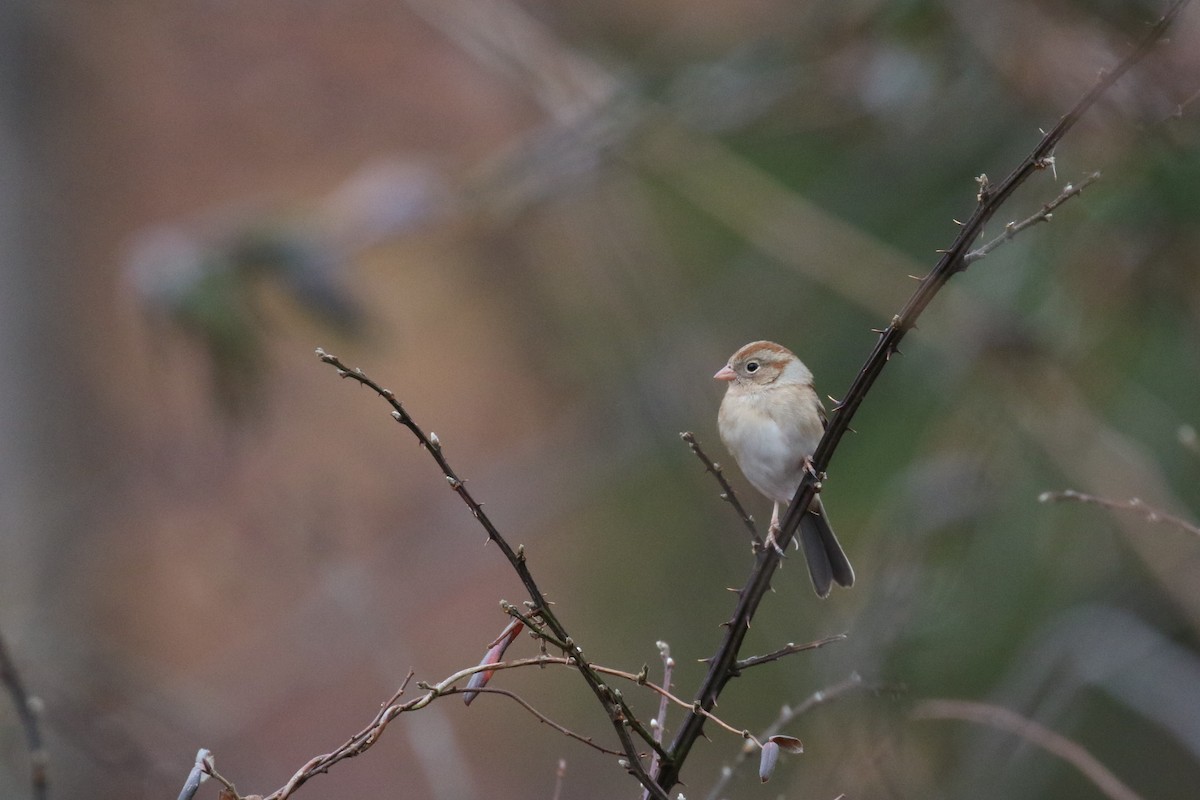Field Sparrow - ML577068331