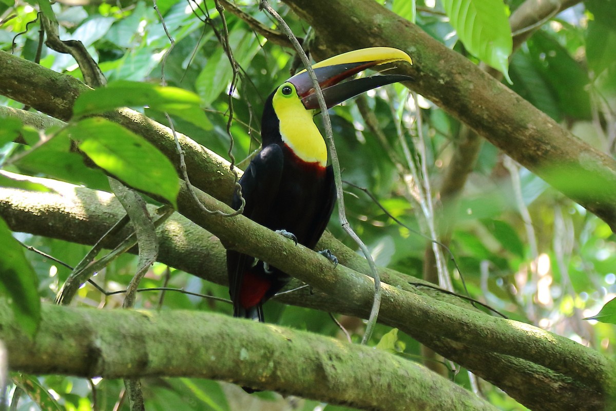 eBird Checklist - 25 Apr 2023 - Pierella Ecological Garden - 19 species