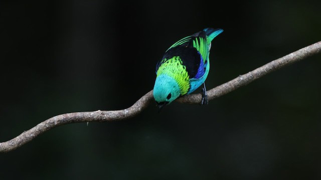 Green-headed Tanager - ML577069141