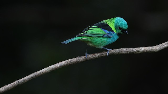 Green-headed Tanager - ML577069221