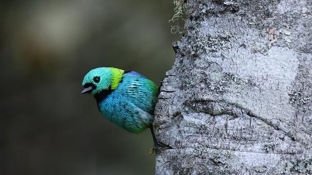Green-headed Tanager - ML577069281