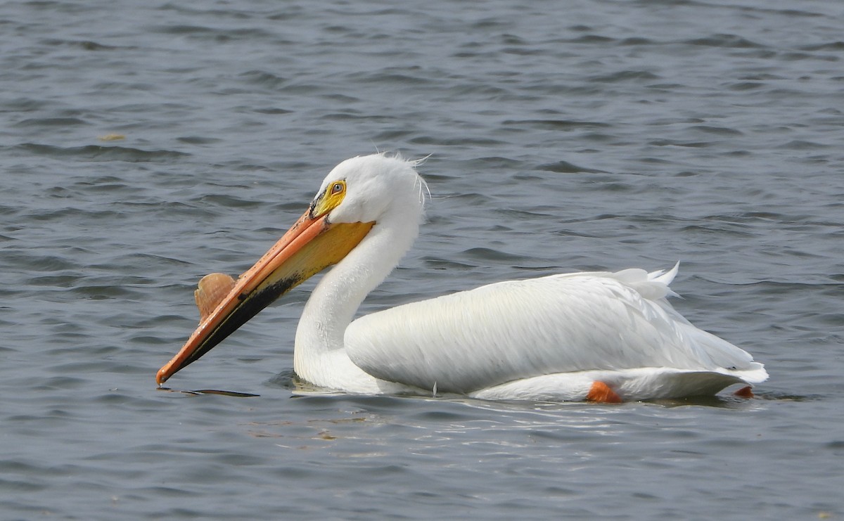 American White Pelican - Bonnie Heinecke