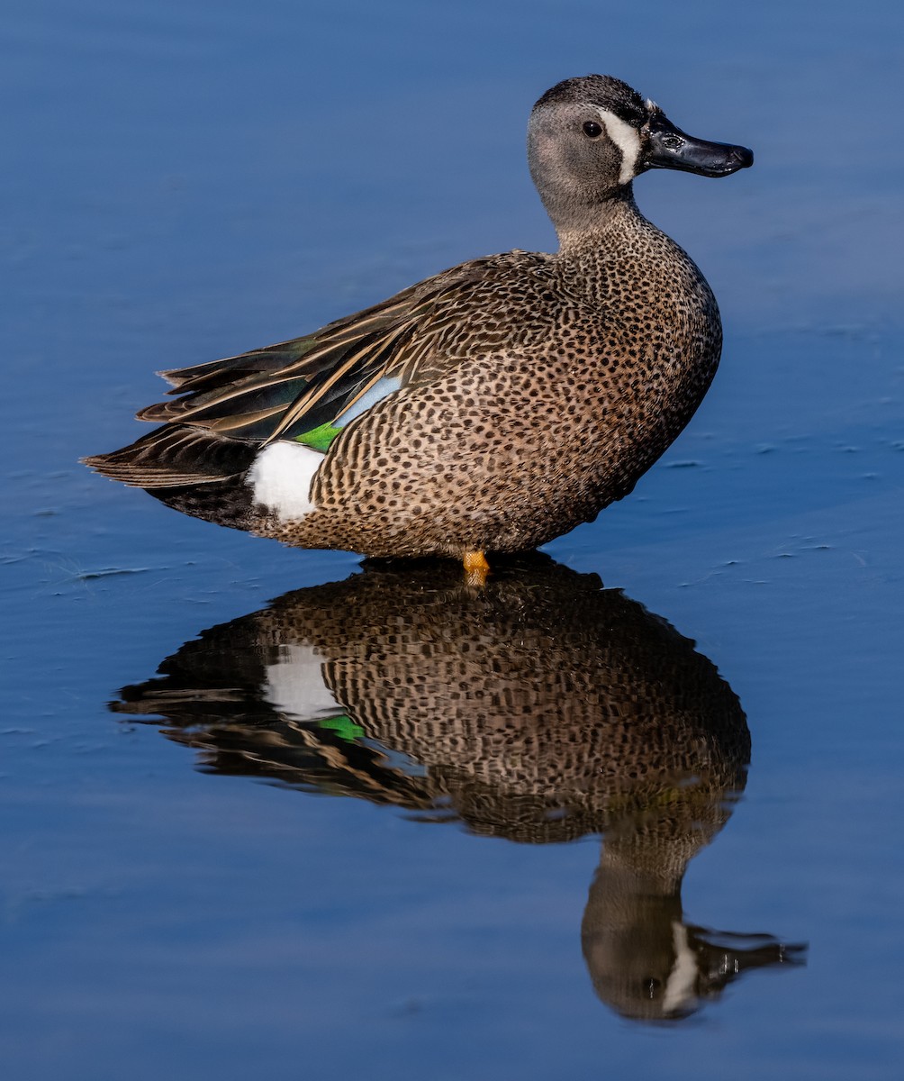 Blue-winged Teal - ML577077671