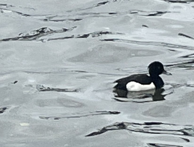 Tufted Duck - ML577078621