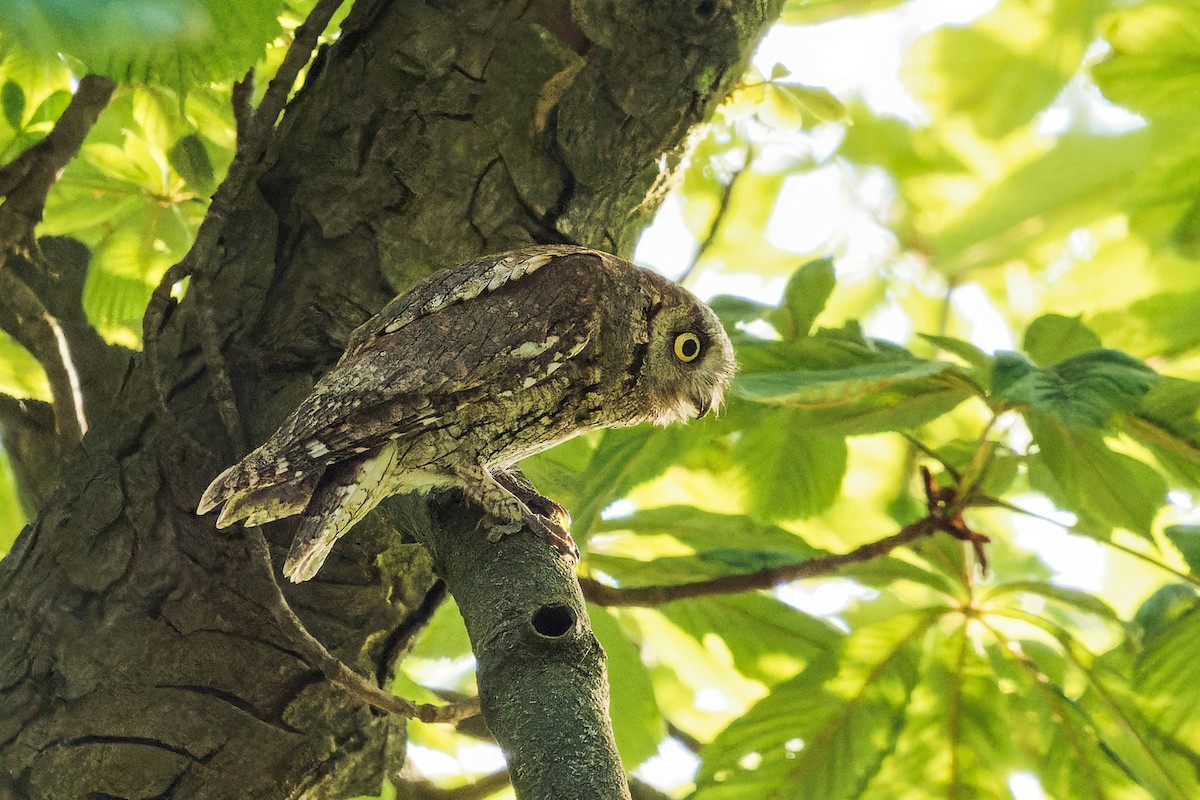 Eurasian Scops-Owl - Luboš Klikar