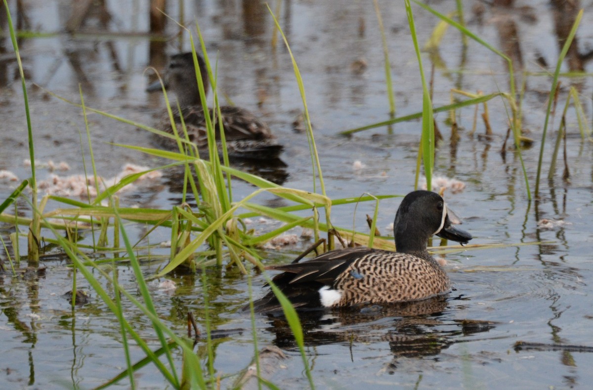 Blue-winged Teal - ML577080951