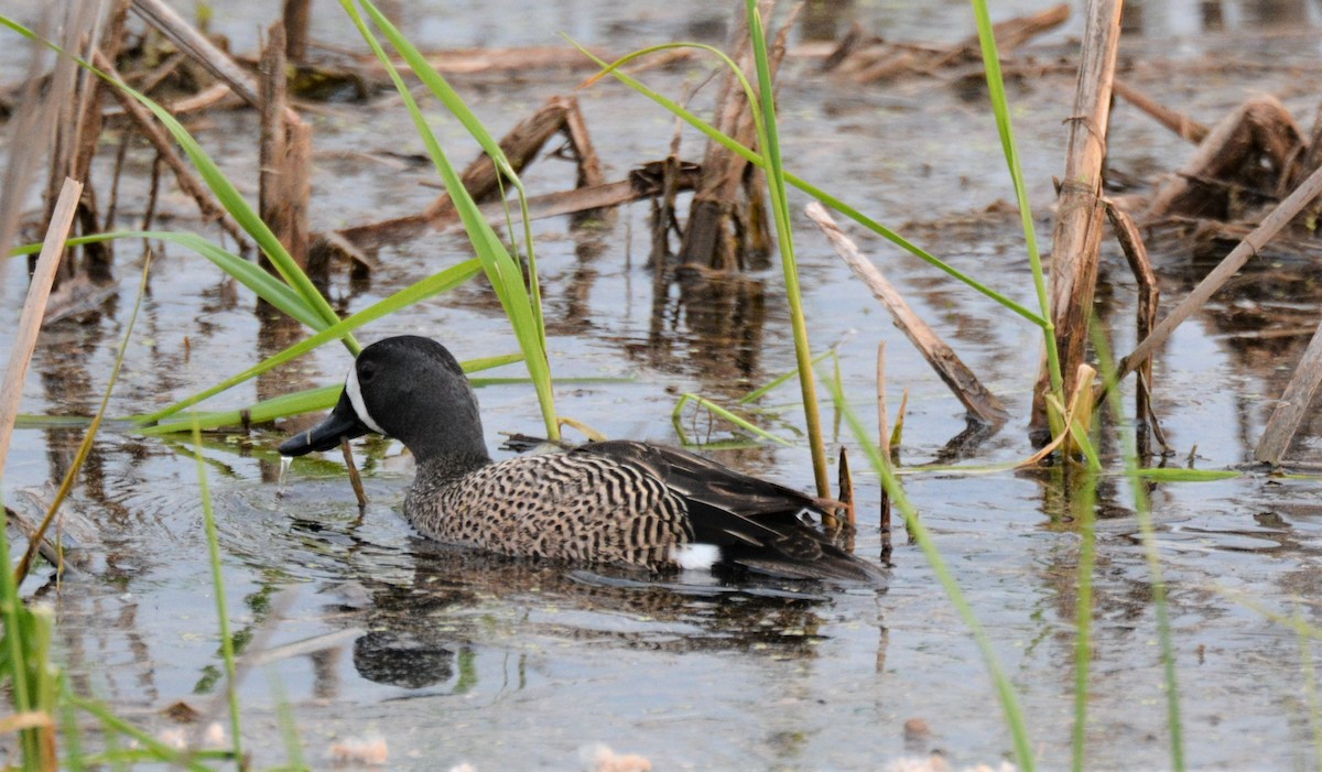 Blue-winged Teal - ML577081241