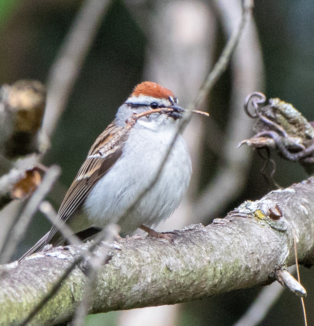 Chipping Sparrow - ML577081591
