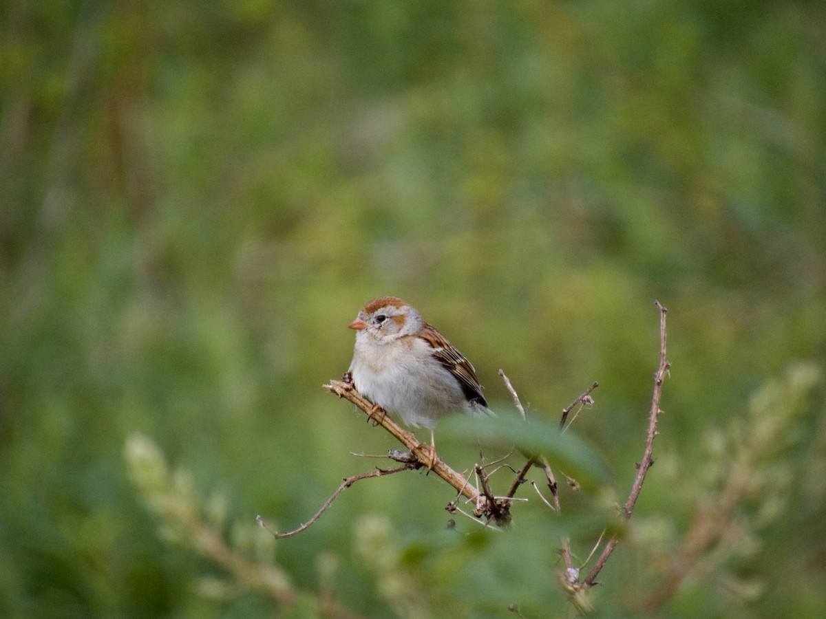 Field Sparrow - ML577085151