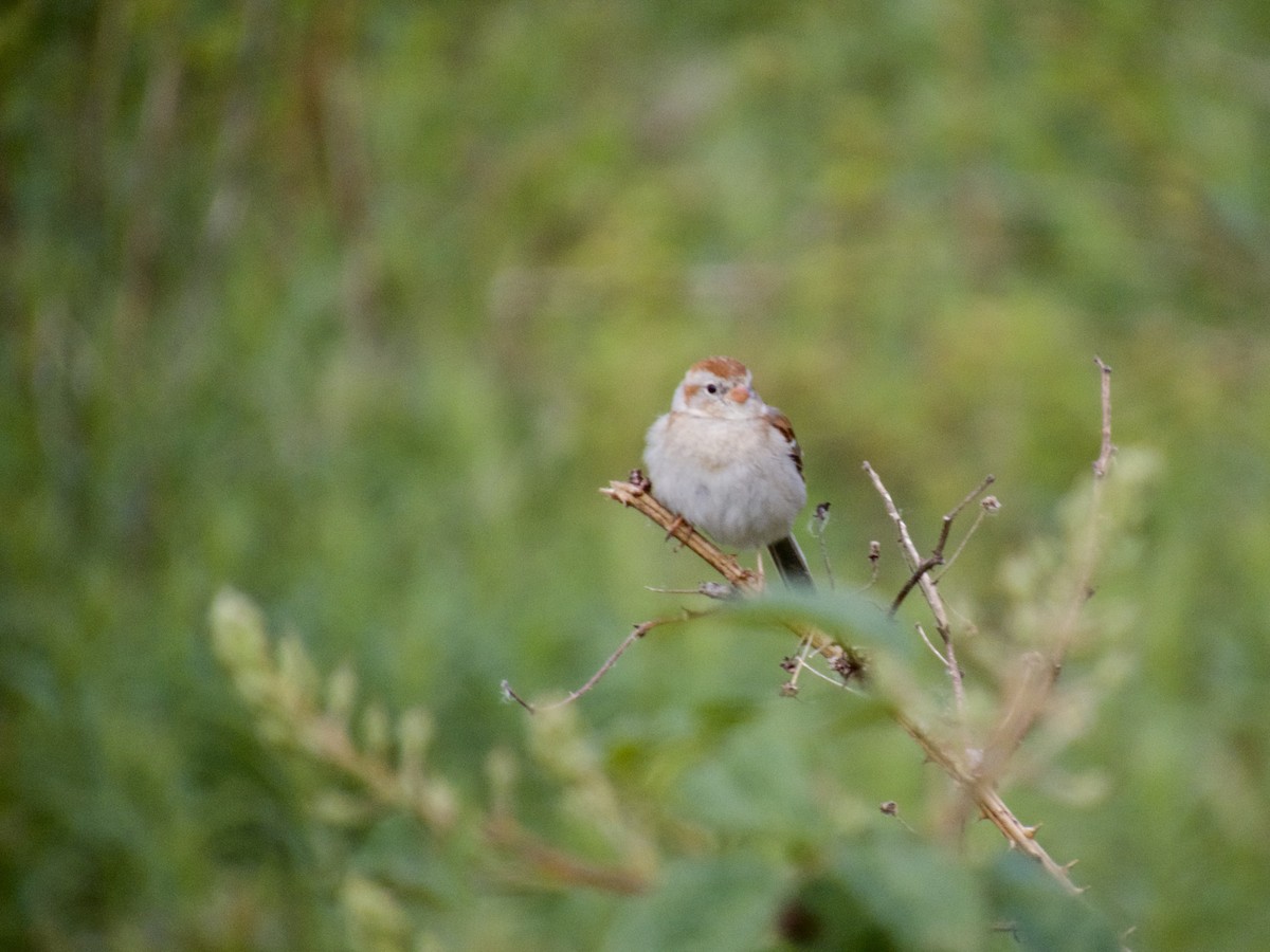 Field Sparrow - ML577085161