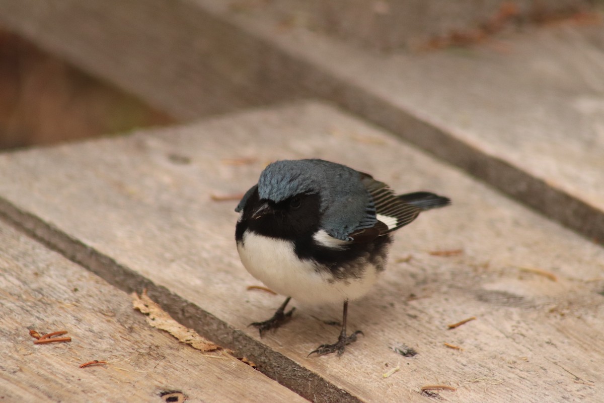 Black-throated Blue Warbler - ML577089301