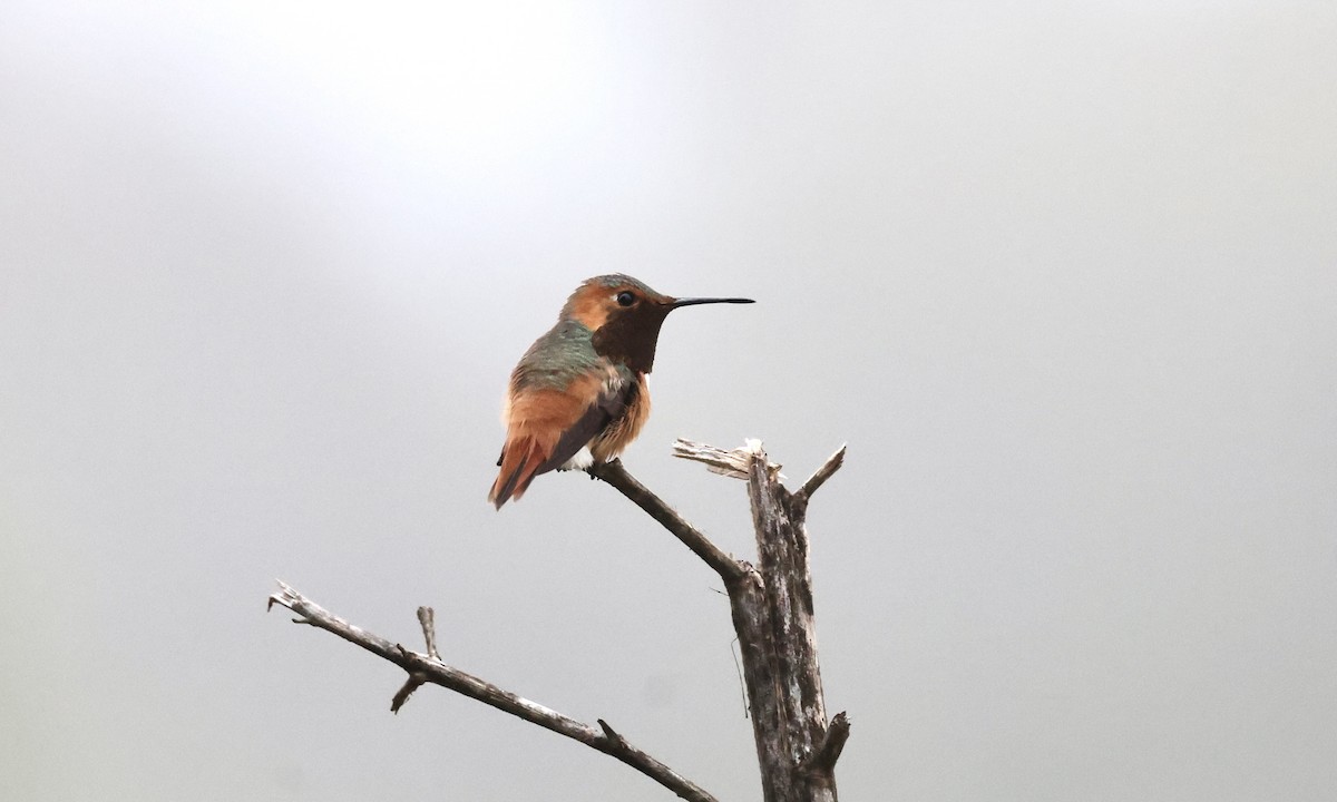 Allen's Hummingbird - ML577092441