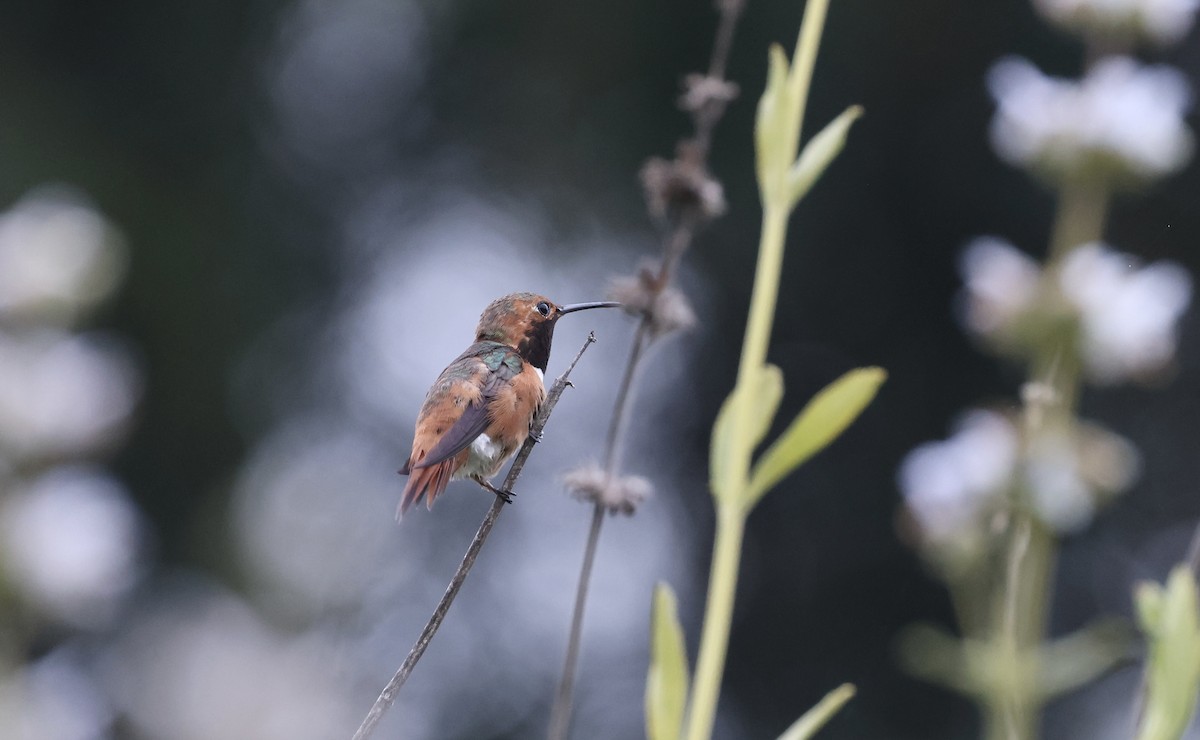 Allen's Hummingbird - ML577092471