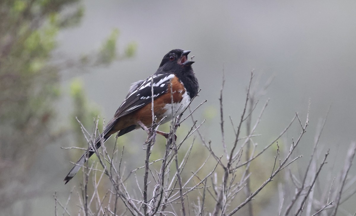 Spotted Towhee - ML577092601
