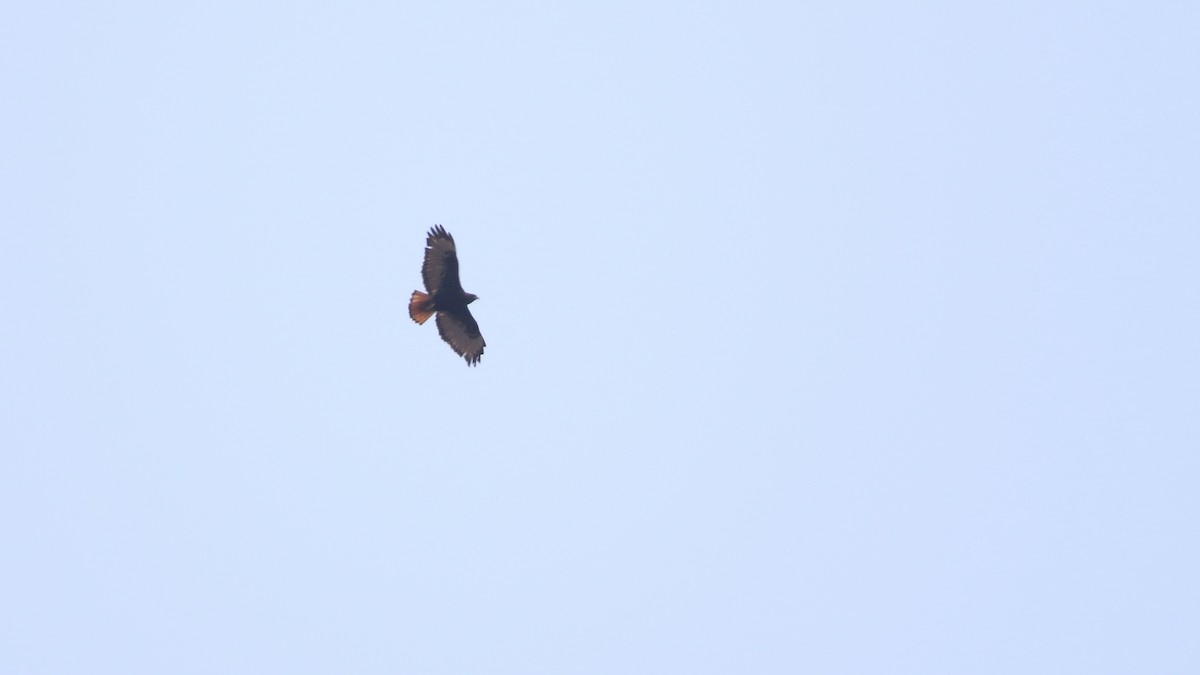 Red-tailed Hawk (kemsiesi/hadropus) - Anuar López
