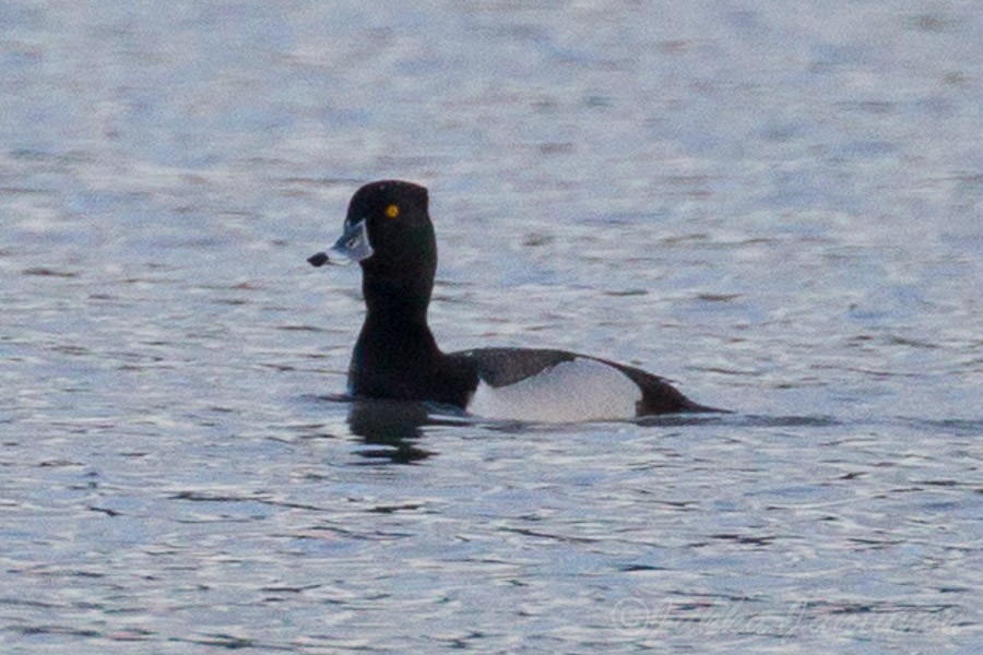 Ring-necked Duck x Lesser Scaup (hybrid) - Jukka Jantunen