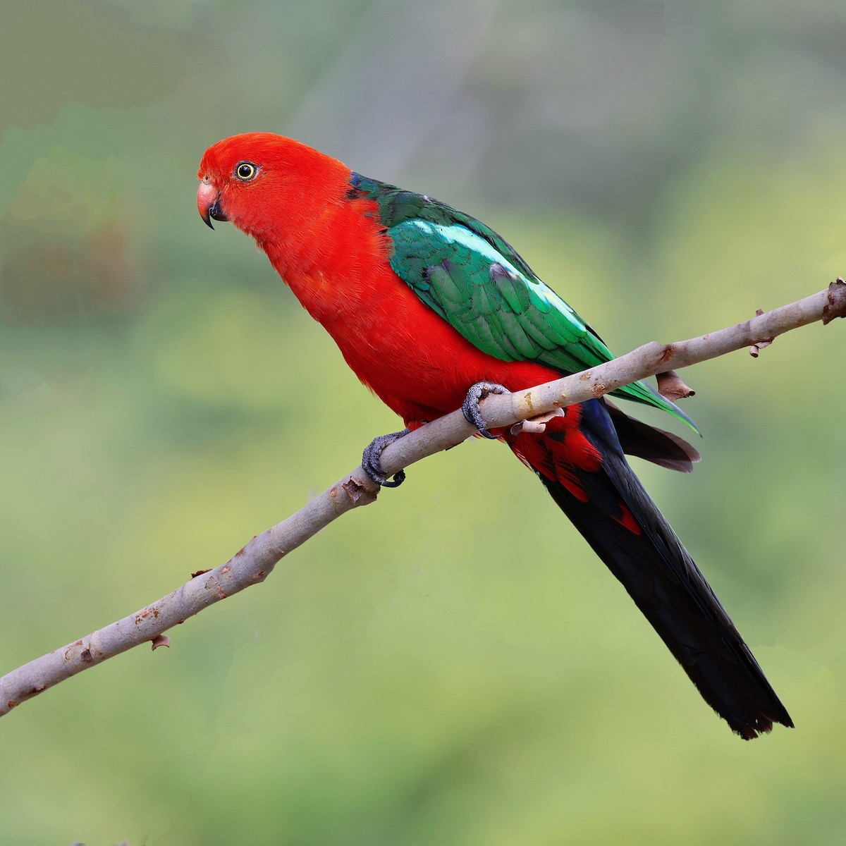 Australian King-Parrot - ML577099111