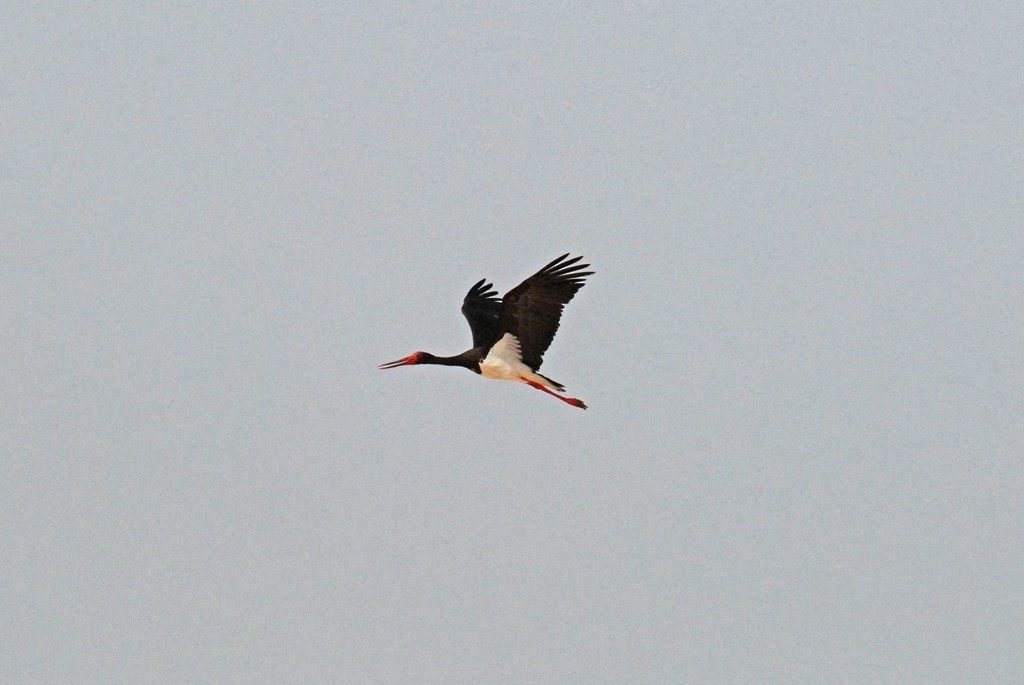 Black Stork - Peter Arras
