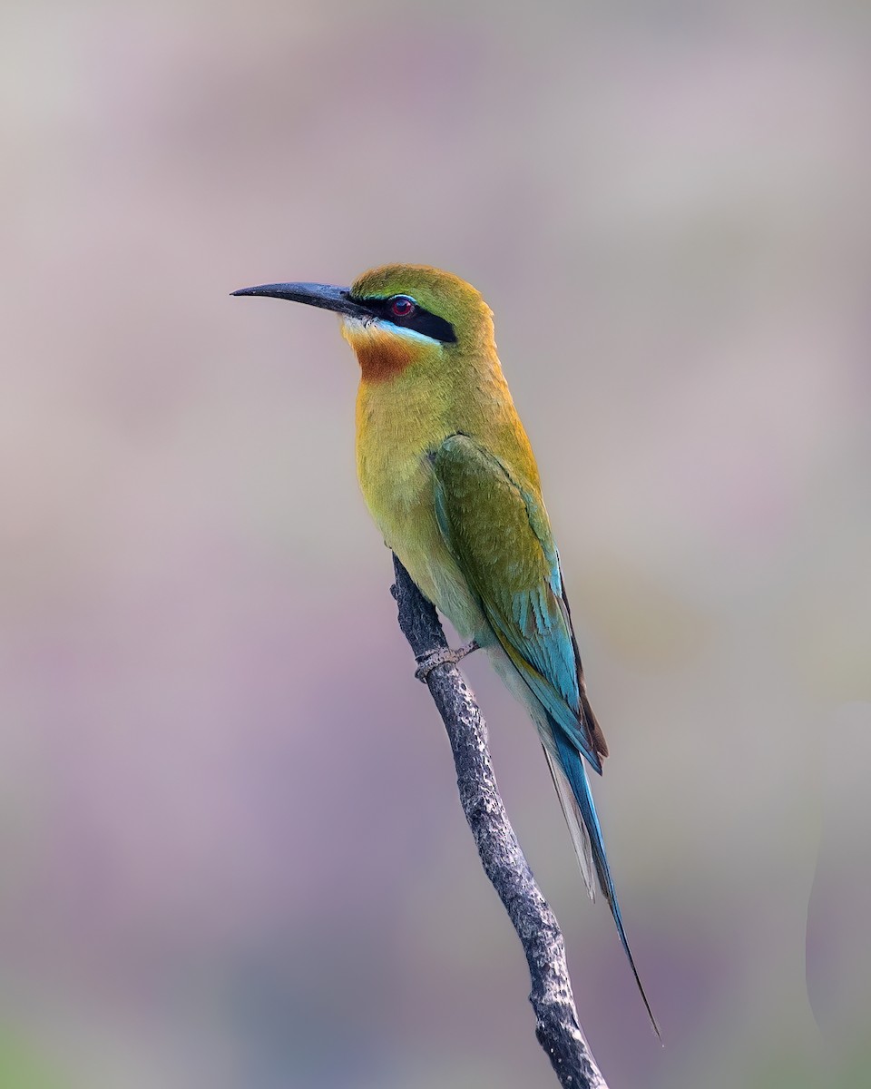 Blue-tailed Bee-eater - ML577102641
