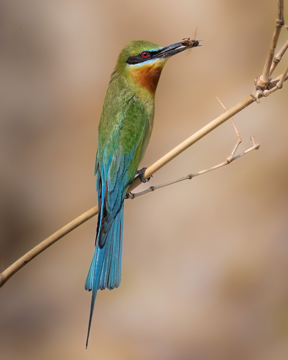 Blue-tailed Bee-eater - ML577102651