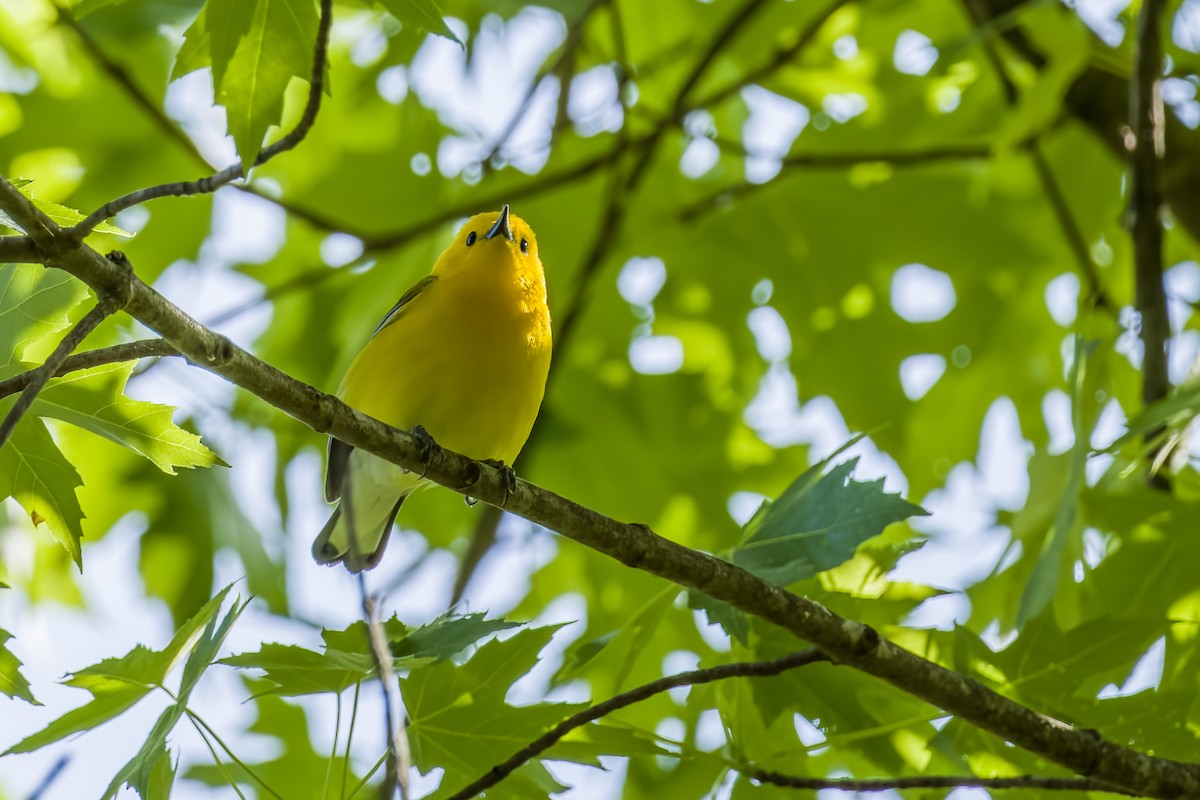 Prothonotary Warbler - ML577106801