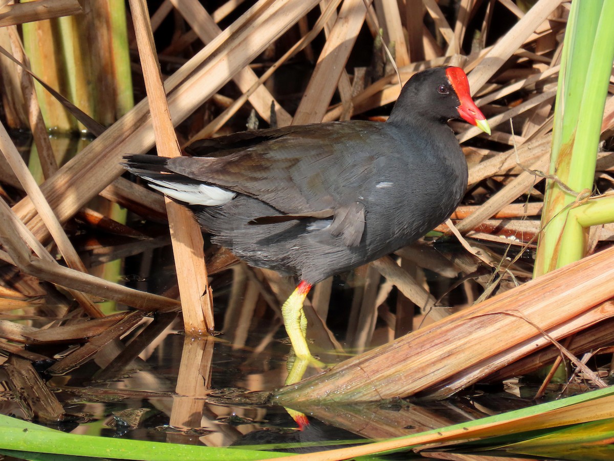 eBird Checklist - 24 May 2023 - El Charquito de Santa Rosa - 28 species