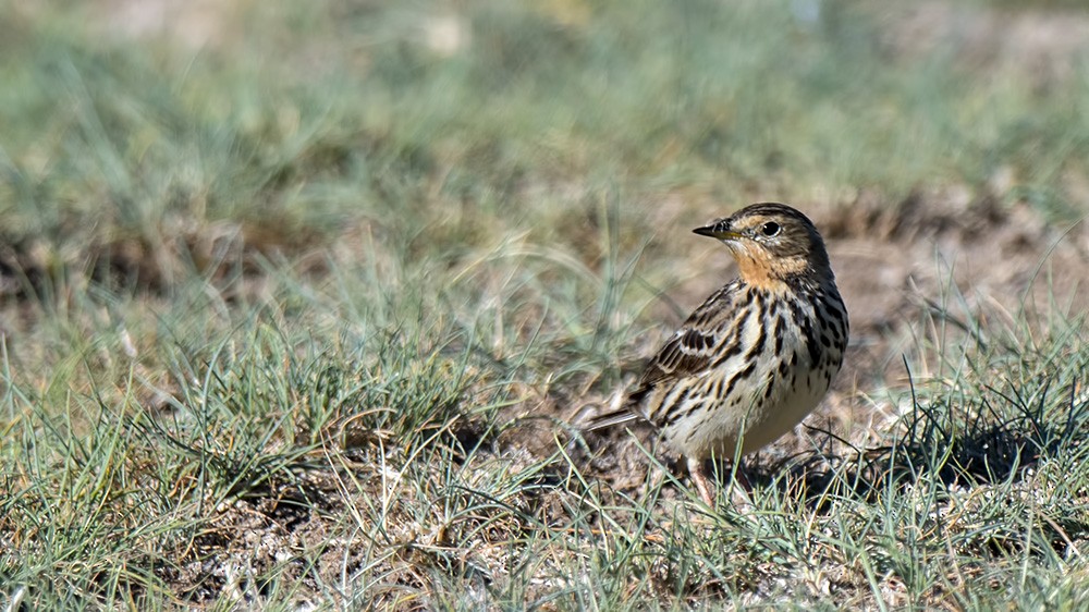 Red-throated Pipit - Ferit Başbuğ