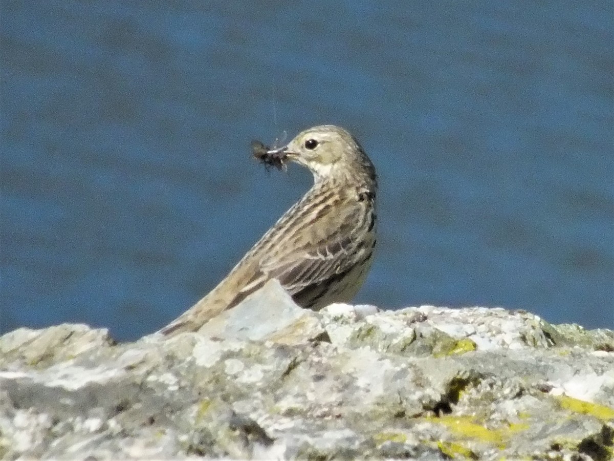 Meadow Pipit - ML577116491