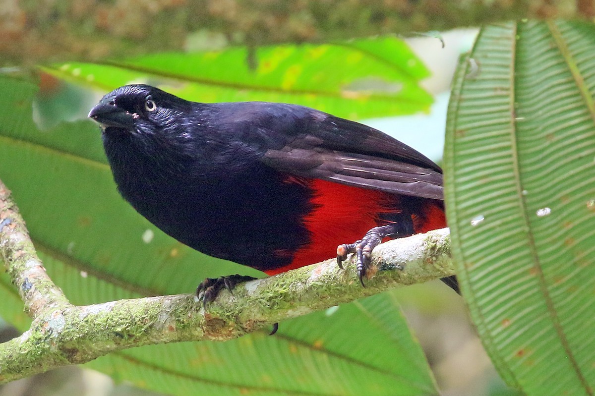 Red-bellied Grackle - ML577117441
