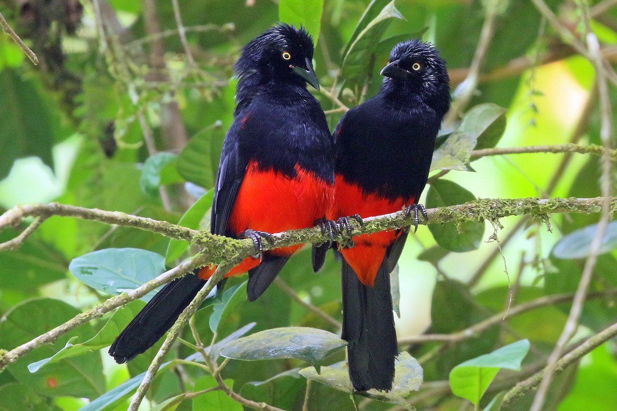 Red-bellied Grackle - ML577117521
