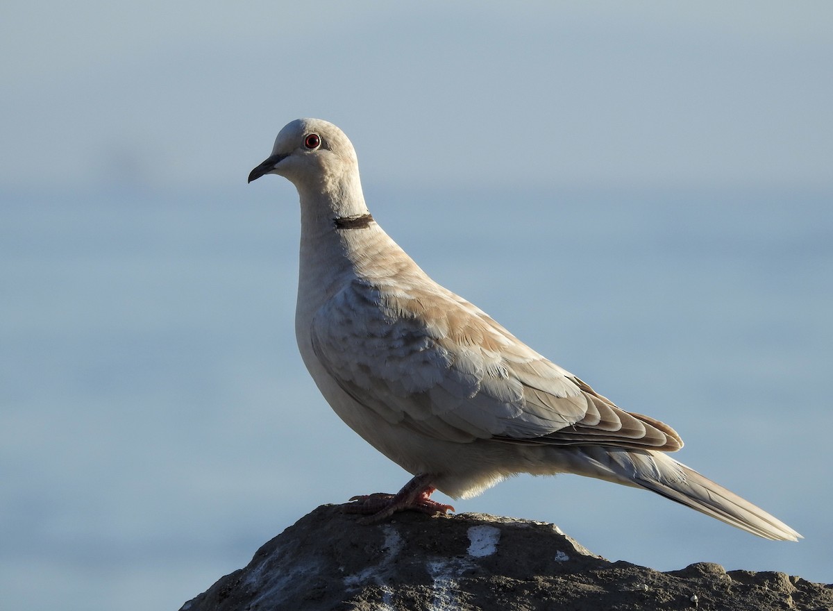 Eurasian Collared-Dove - Jean Harfenist
