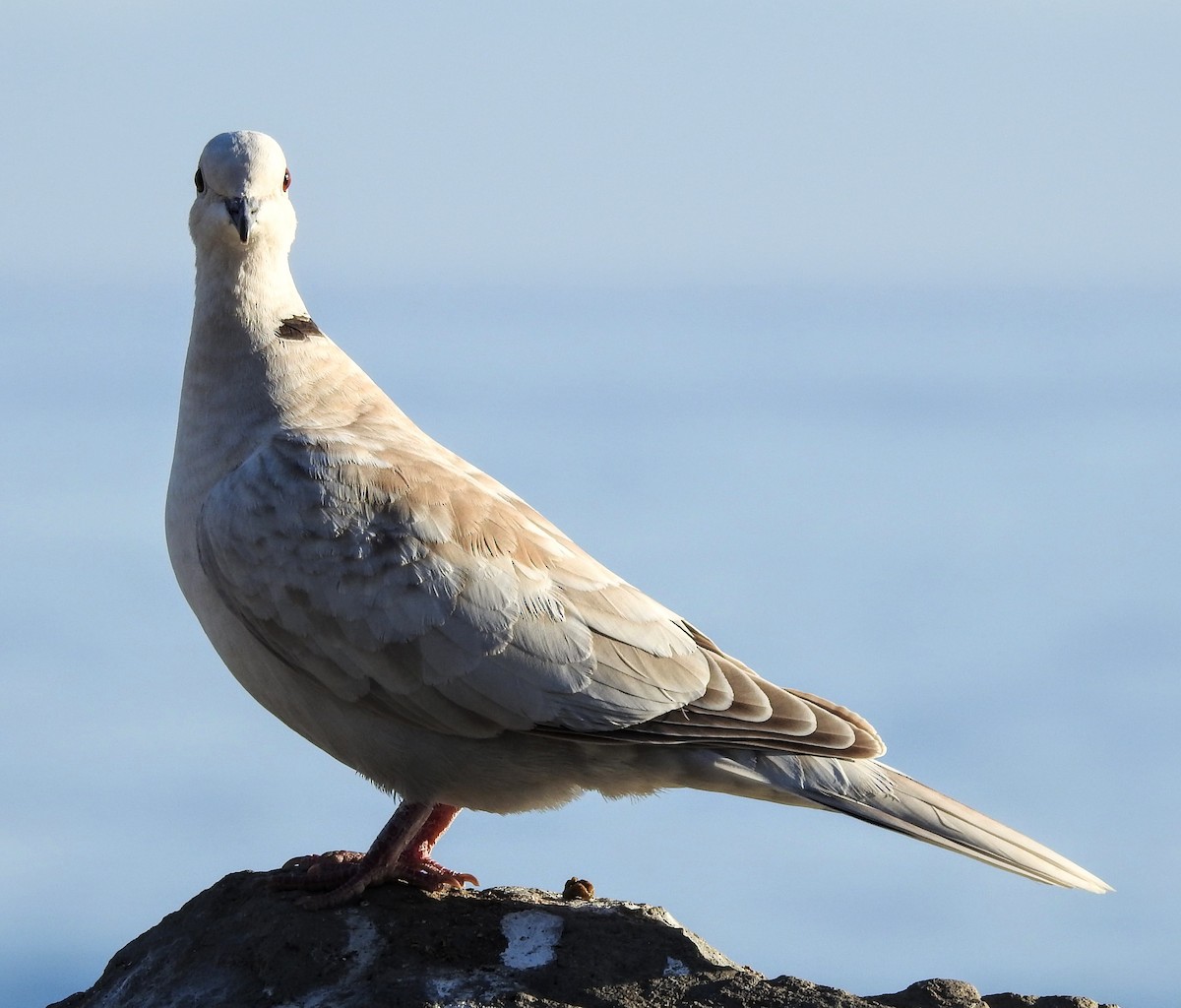 Eurasian Collared-Dove - ML57711941