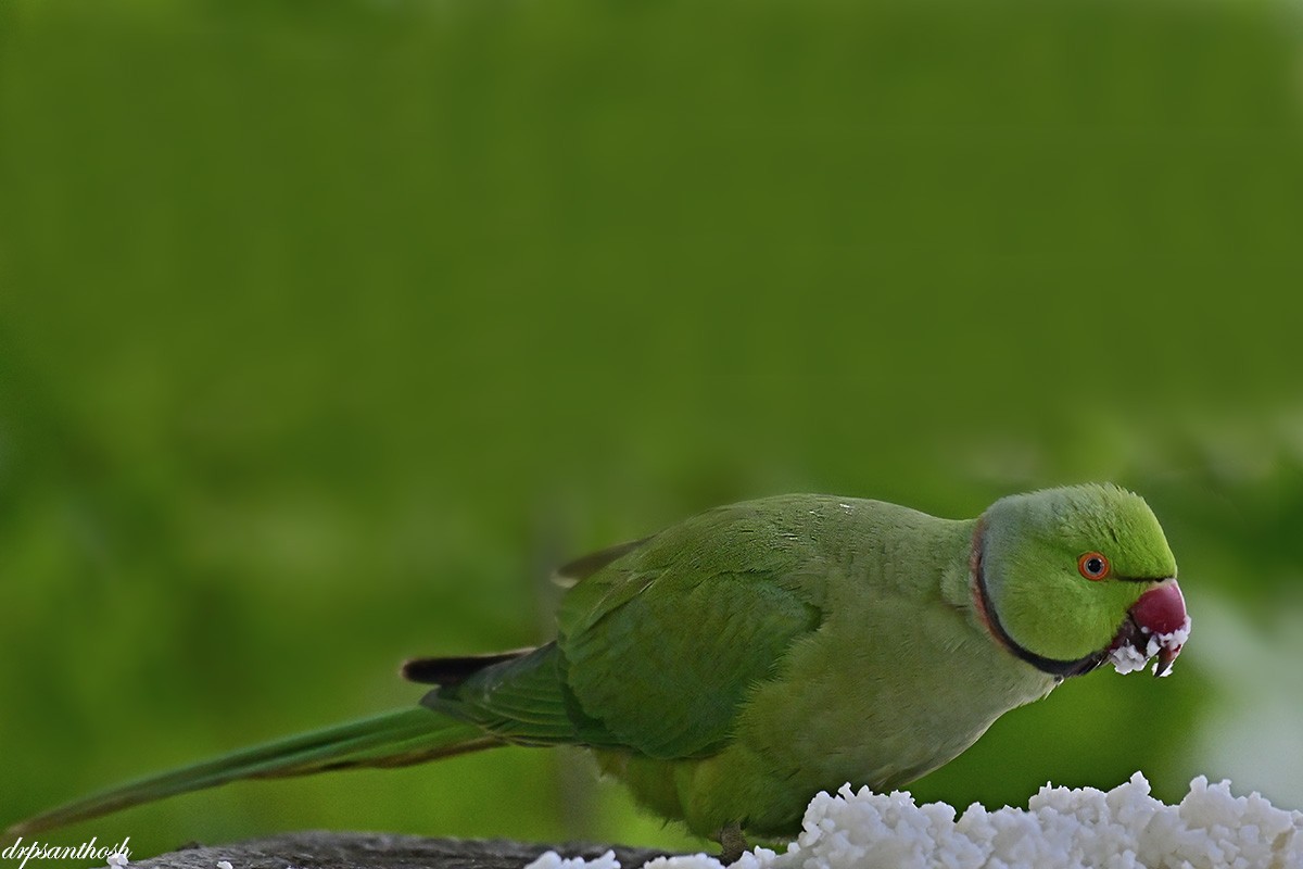 Rose-ringed Parakeet - santhosh kumar