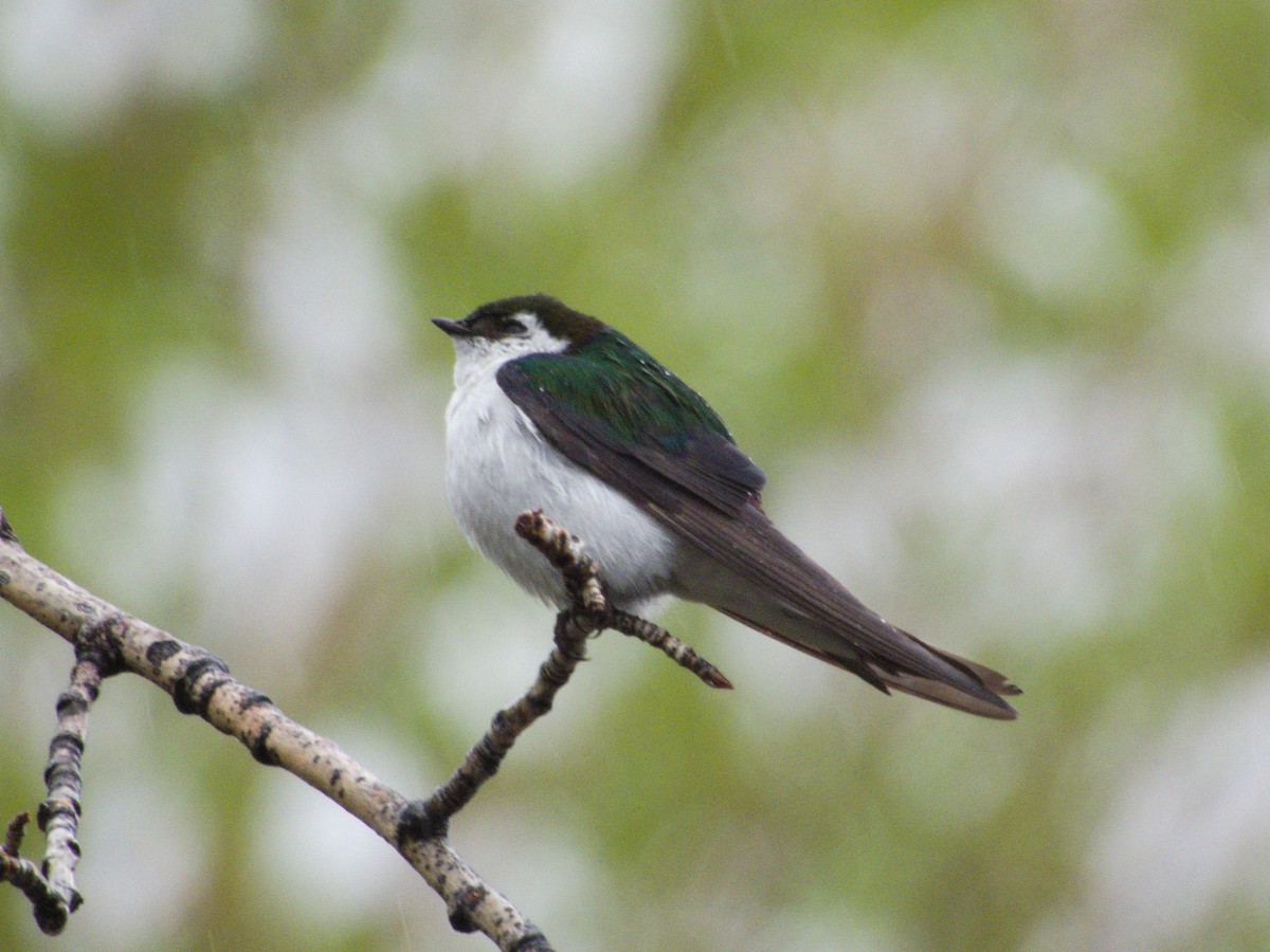 Violet-green Swallow - Grant Hokit