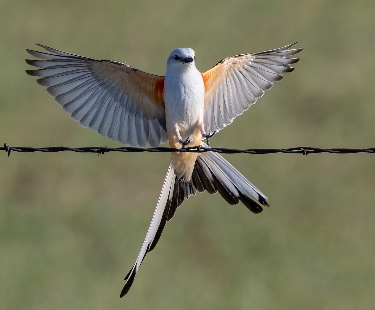 Scissor-tailed Flycatcher - Iris Kilpatrick
