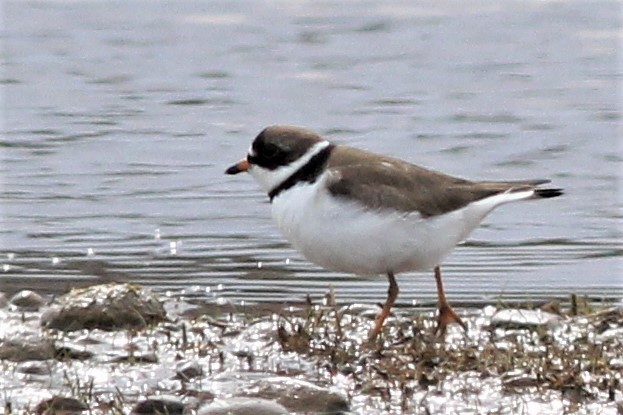 Semipalmated Plover - ML577145111