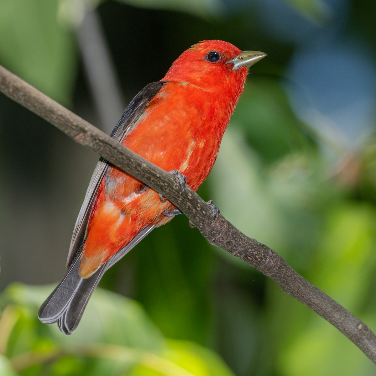 Scarlet Tanager - ML577150051