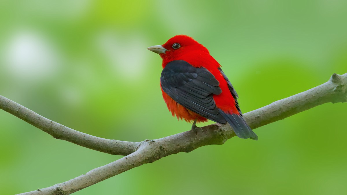 Scarlet Tanager - ML577154051