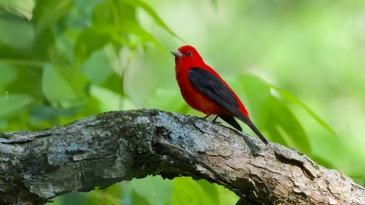 Scarlet Tanager - ML577154081