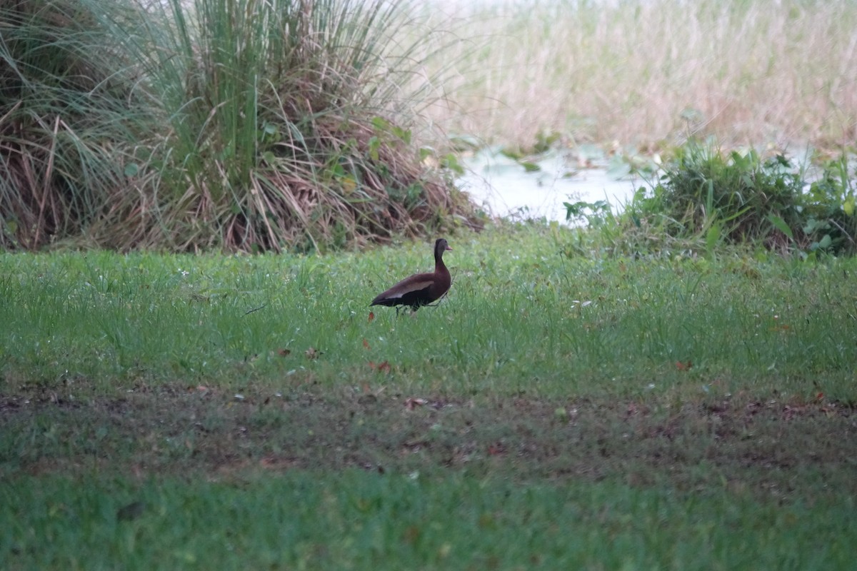 Black-bellied Whistling-Duck - Mary Kimberly