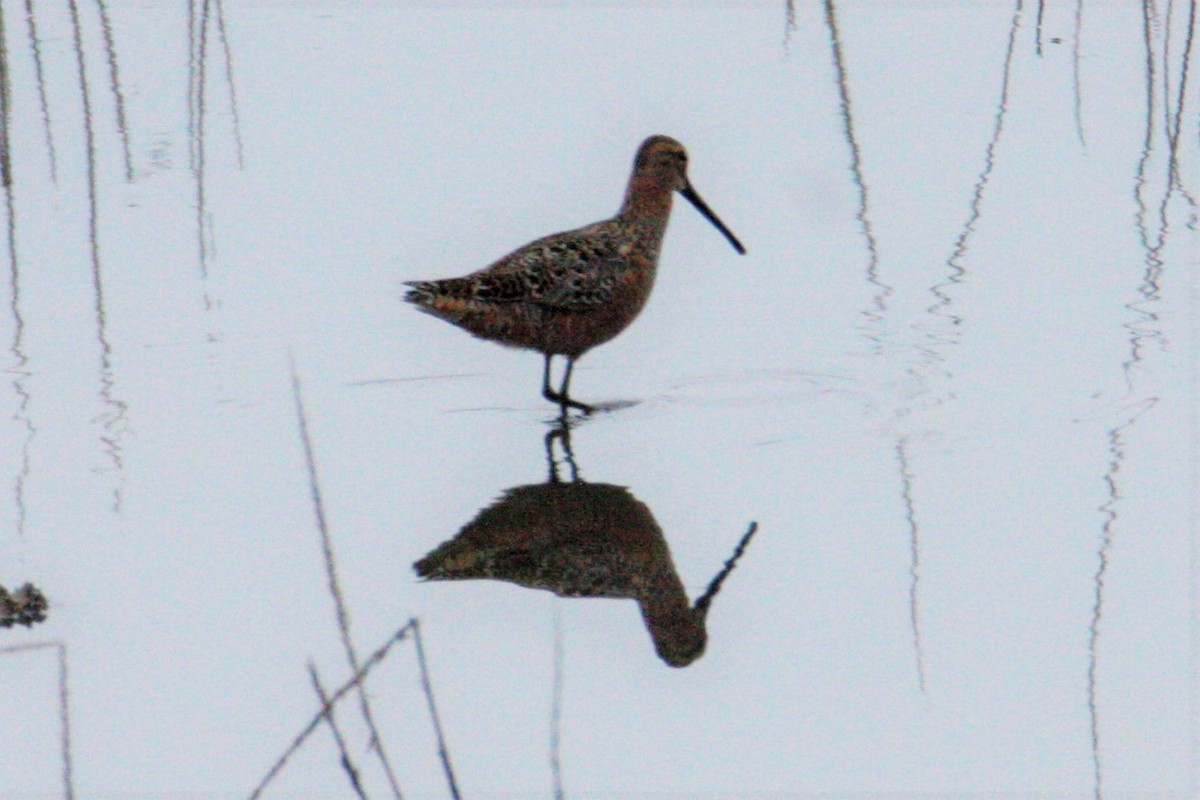 Long-billed Dowitcher - ML577163761