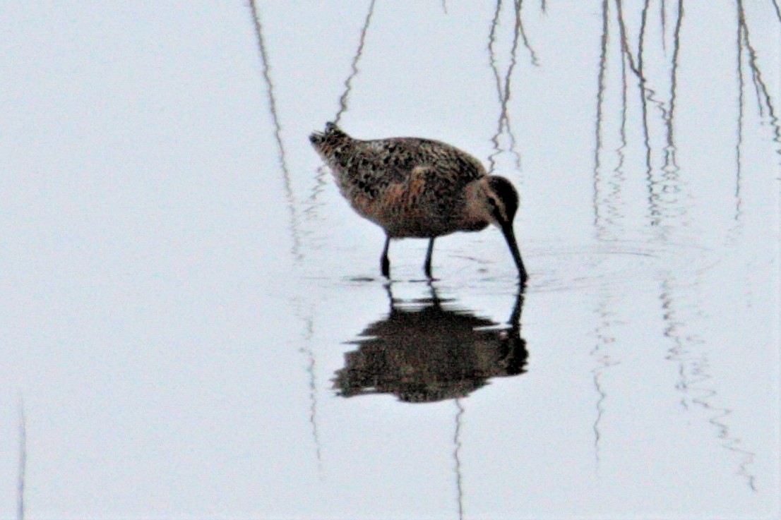 Long-billed Dowitcher - ML577163771