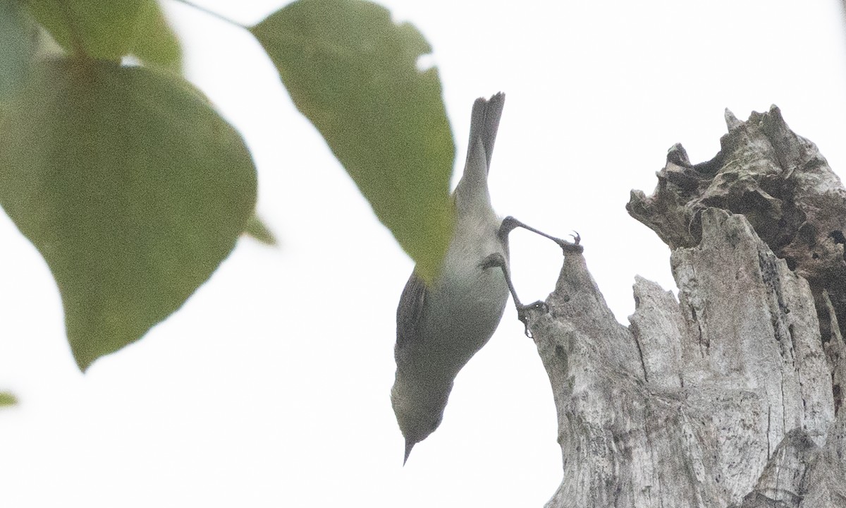Lucy's Warbler - ML577164131