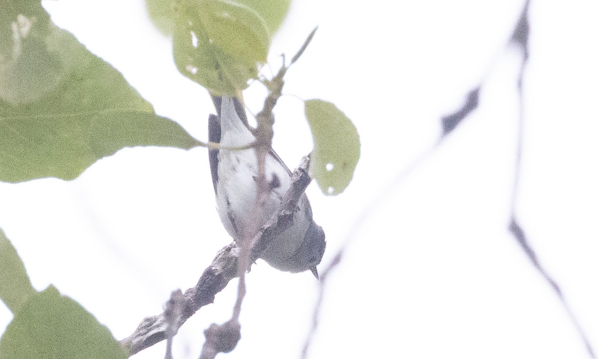 Lucy's Warbler - ML577164171